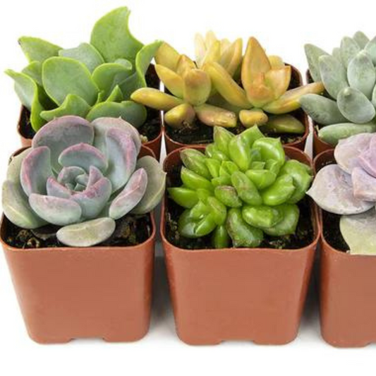 How to grow succulents in summer