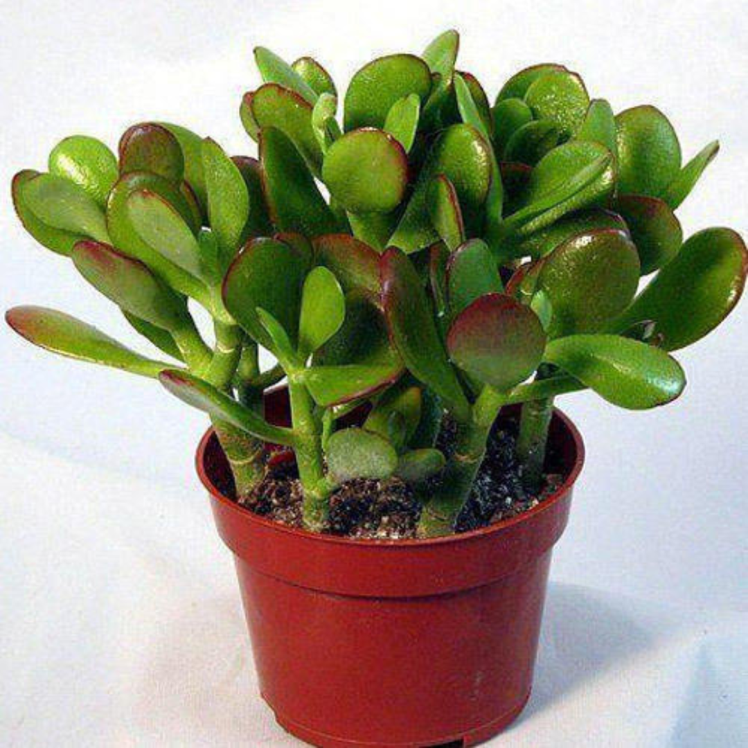 Buy online best jade plant from Plant Orbit 