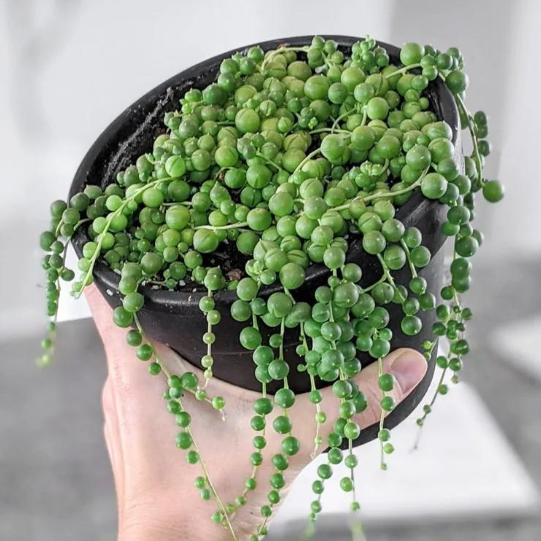 How to Grow String of Pearls Plant – plant-orbit