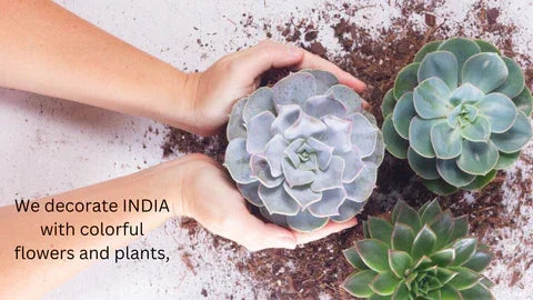 Hands holding succulents with soil, symbolizing care and maintenance of these low-maintenance plants in Indian homes.