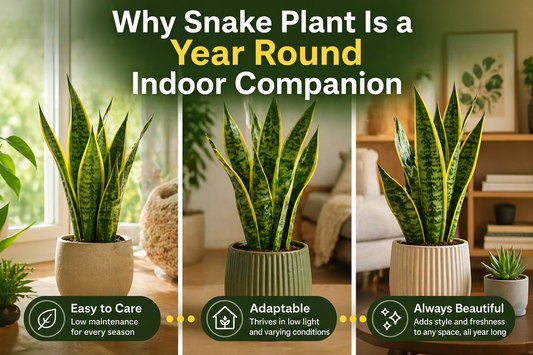 Why Snake Plant Is a Year Round Indoor Companion