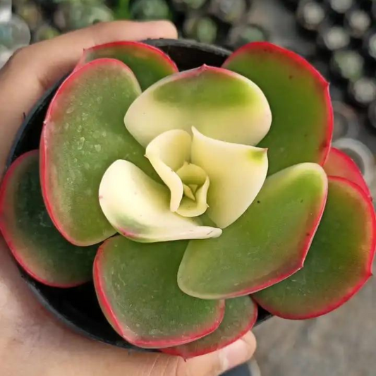  Care and maintenance for succulents