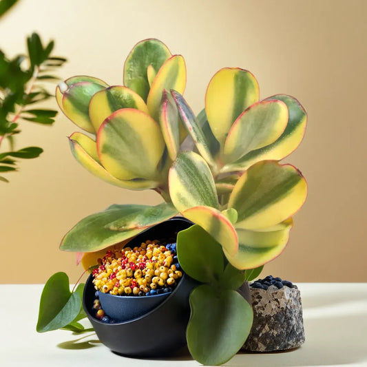 Why Plant Orbit is the Best Place to Buy Succulents Online