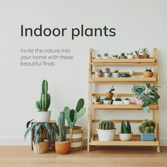 How to care indoor plants - Plant Orbit