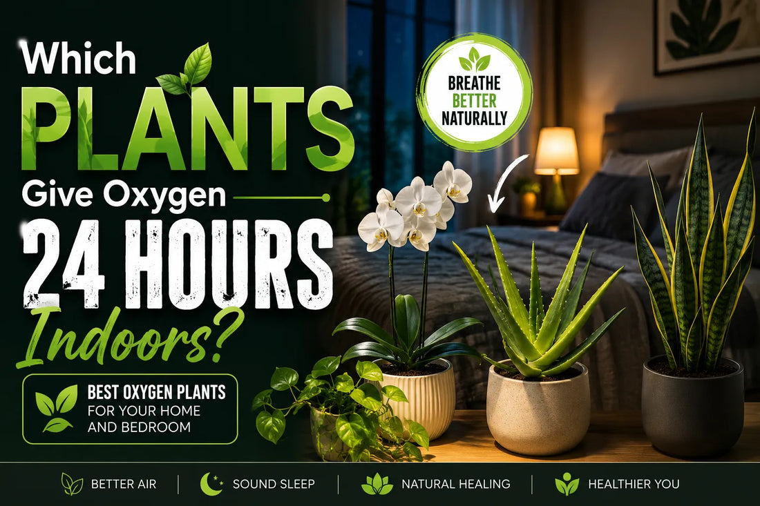 Which Plant Gives Oxygen 24 Hours Indoor?