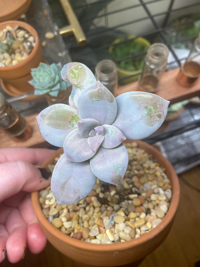 Succulent plant in a terracotta pot showing signs of pests or disease, highlighting common issues like mealybugs and root rot with care solutions.