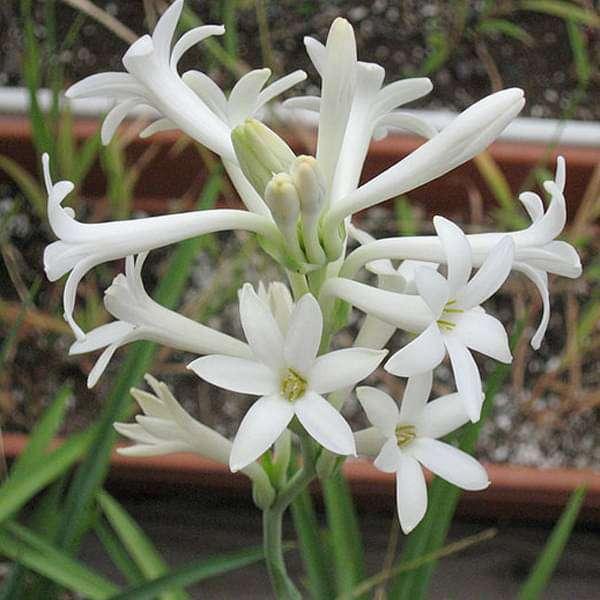 Rajnigandha Plant Care – How to Grow Tuberose for Fragrance and Beauty