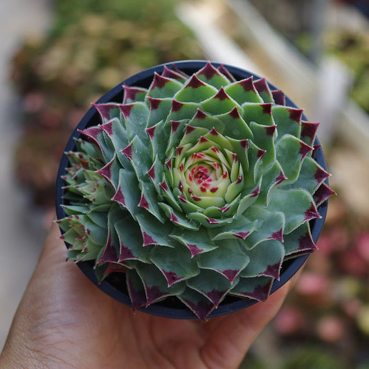 How to grow and care for Sempervivums