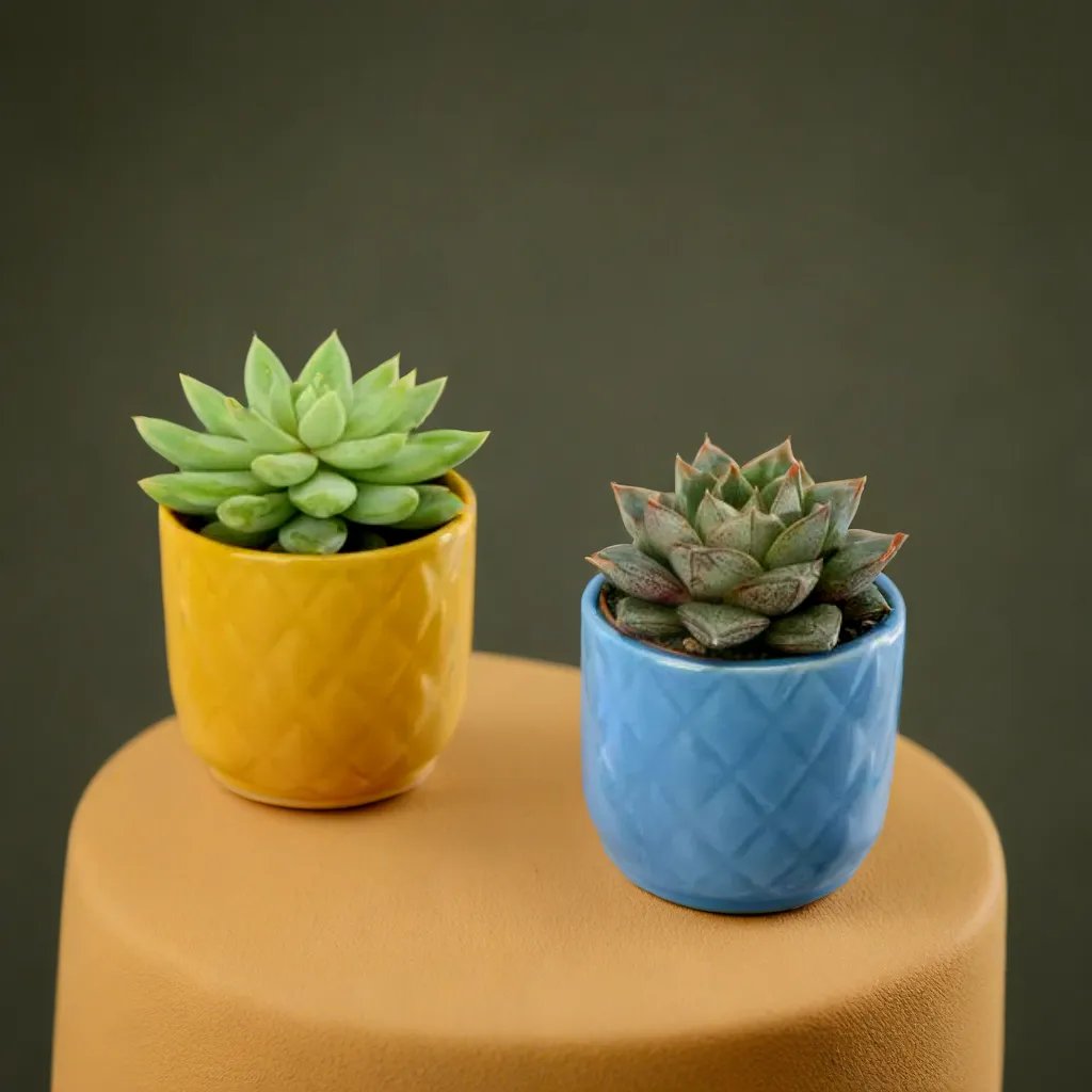 Succulent Plants