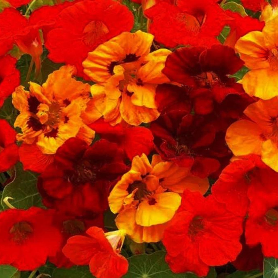 Orbit Flower Buy Winter Flower Seeds Online in India at Best Prices – Plant Orbit