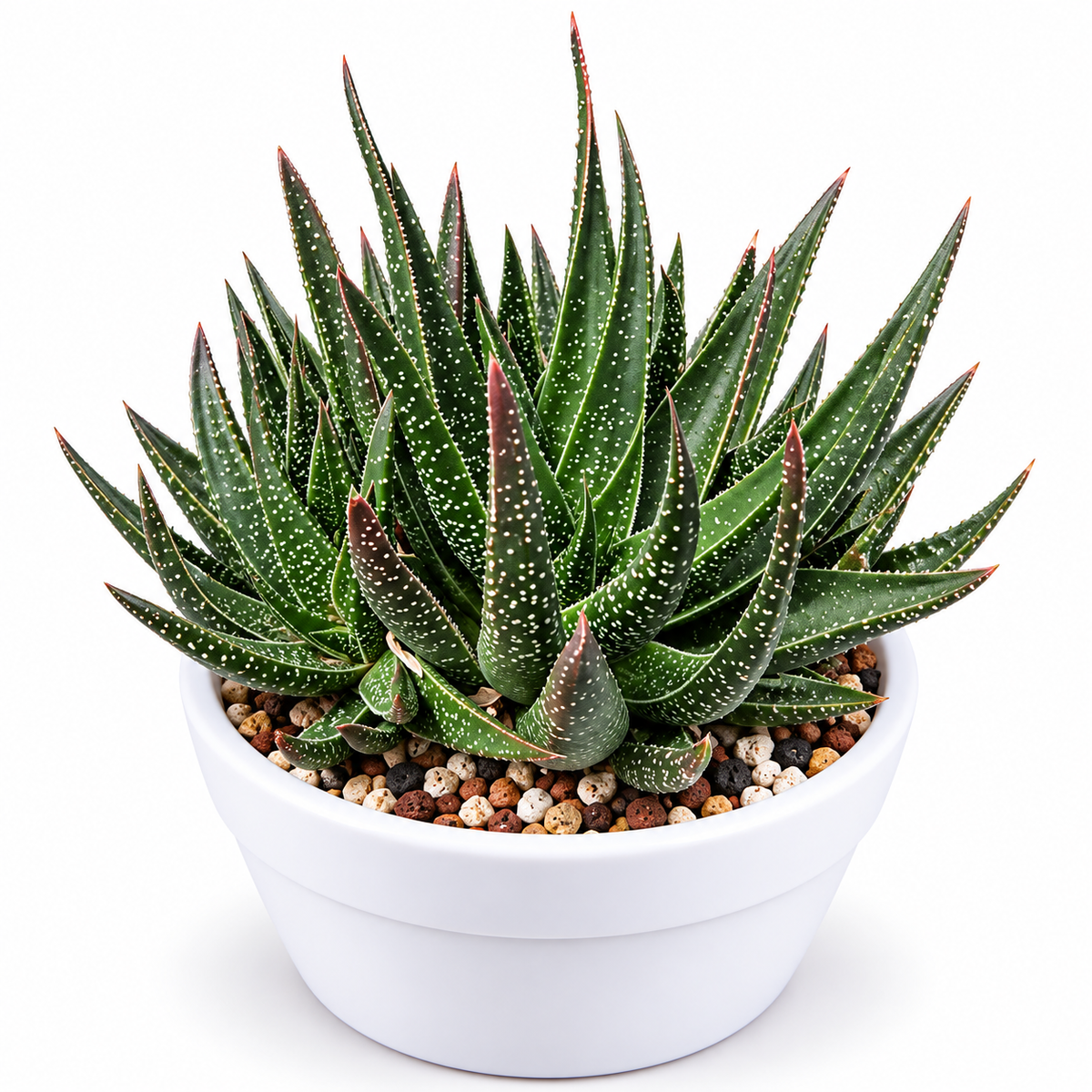 Haworthia Leaved Aloe