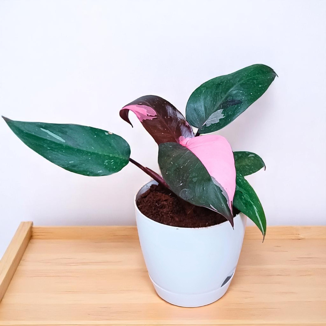 pink princess philodendron live plant Pink Princess Philodendron – Live Plant