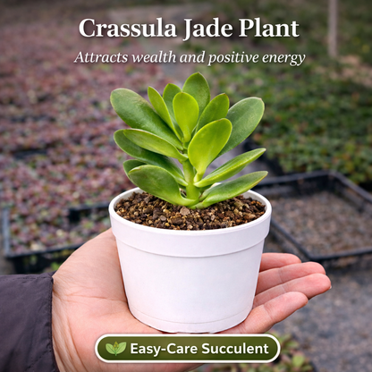 Lucky Green Succluent Plant Combo- Set of 5 Live Succulent Plants by Plant Orbit