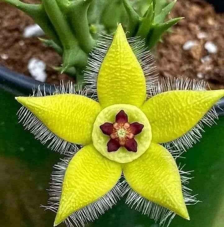 Orbea Semota Var Lutea