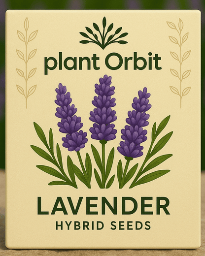 LAVENDER HYBRID SEEDS (30-40 seeds)
