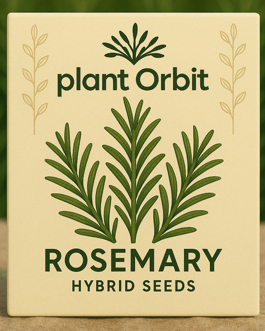 ROSEMARY HYBRID SEEDS (15 seeds)