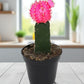 Pink Moon cactus