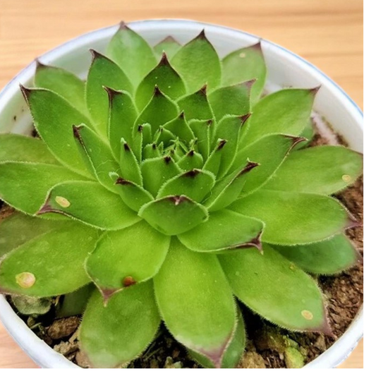 Laxmi Kamal (Sempervivum tectorum)
