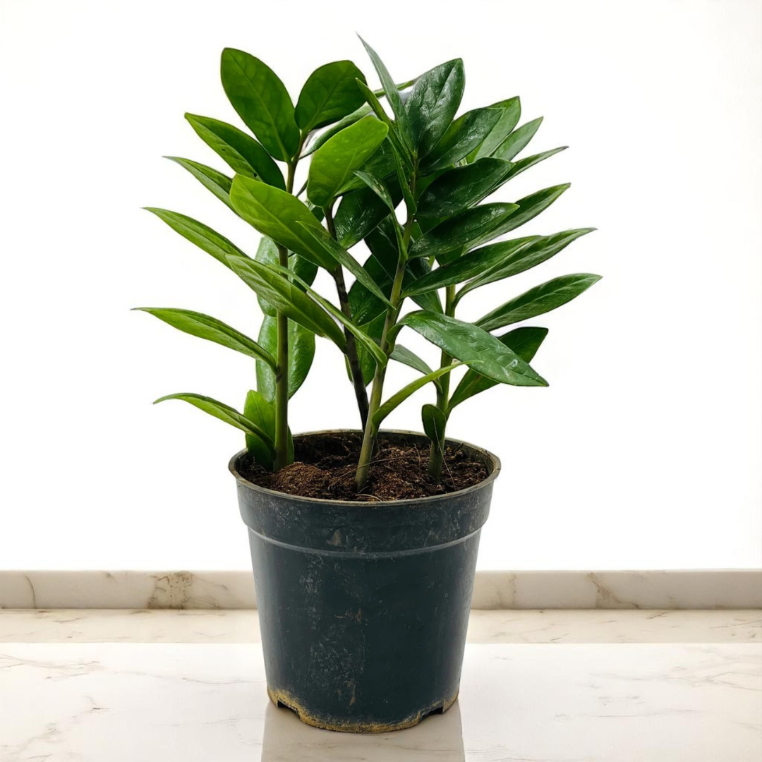 Online Plant Nursery -Buy succulents , outdoor plants, indoor plants, cactus , airpurifying plants, houseplants, gardening essential online with a large varitety options.
