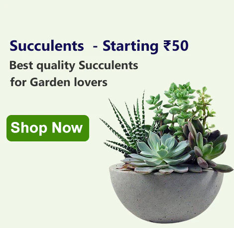 Buy Best Succulents Online in India – plant-orbit