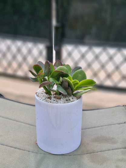 Crassula Jade plant (Kubber plant)
