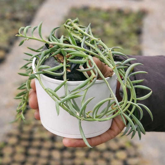 Senecio radicans (String of banana)