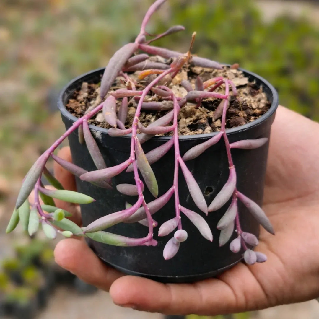 Othonna capensis-Ruby Necklace (Bare Rooted)
