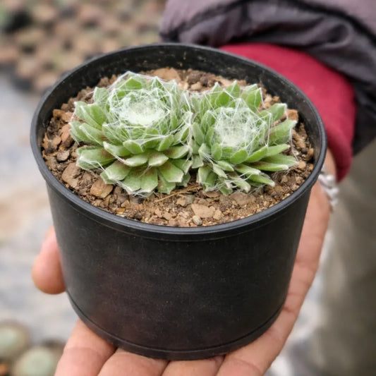 Sempervivum arachnoideum Cobweb (Bare Rooted)