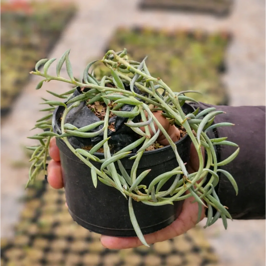 Senecio radicans (String of banana)