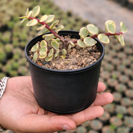 Yellow Elephant Bush (Portulacaria afra)