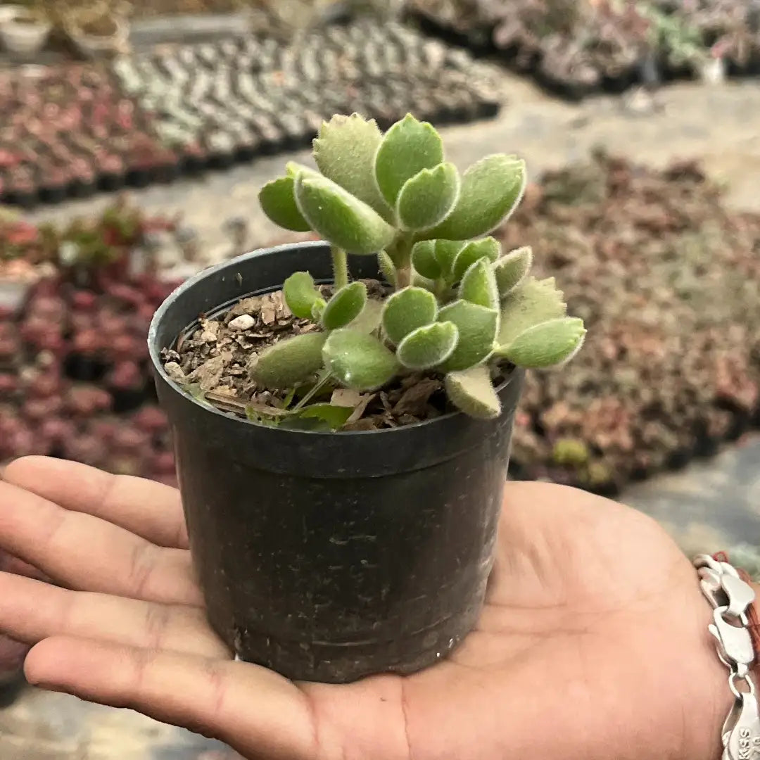 Cotyledon Tomentosa (Bare Rooted)