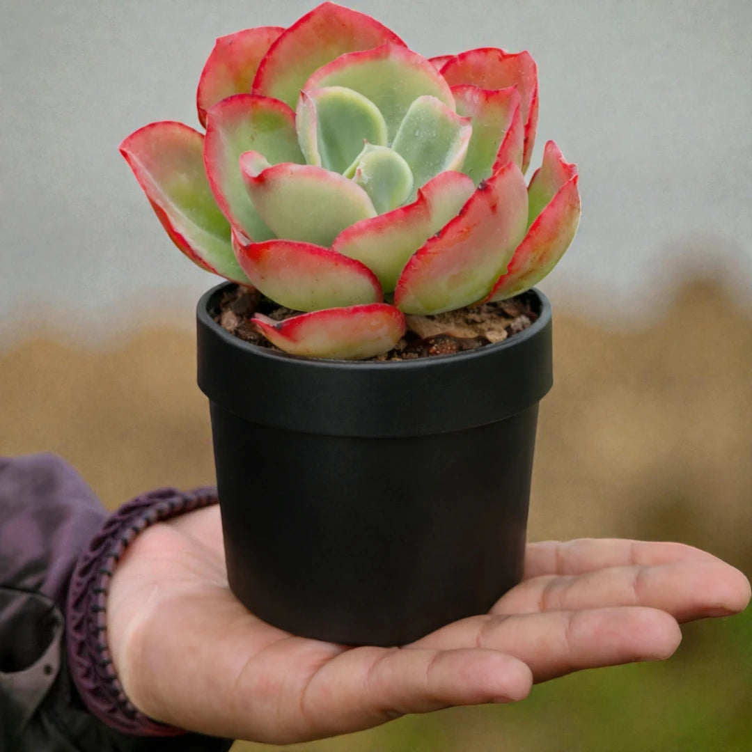 Red Echieveria (Echeveria pallida E.Walther)
