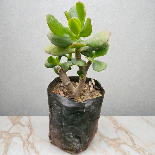 Crassula Jade plant (Kubber plant)