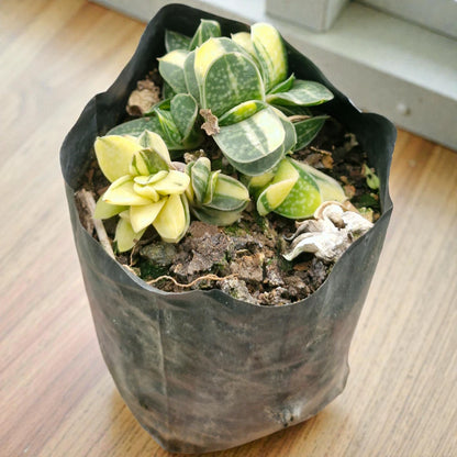 Gastaria "Little Warty"