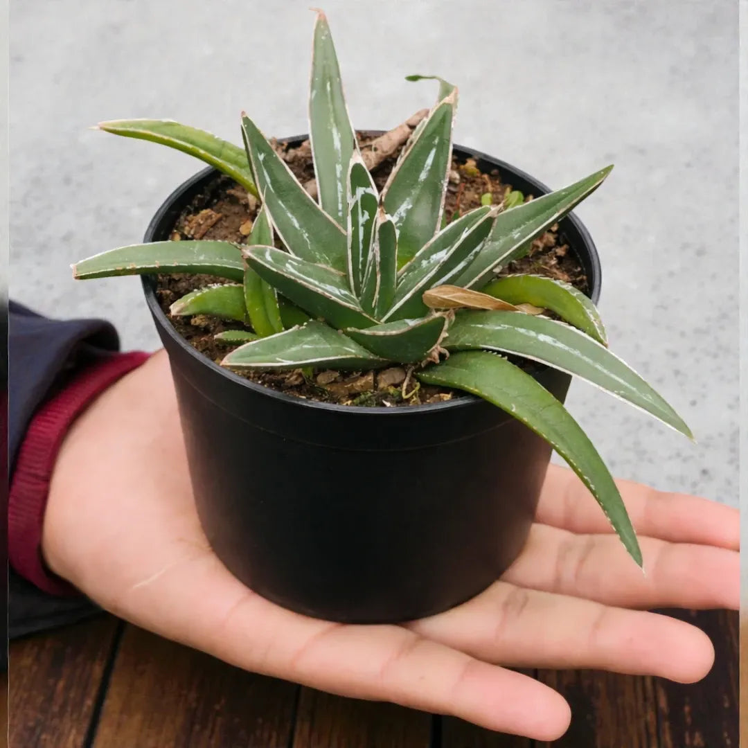 Agave Victoriae Reginae - Queen Victoria