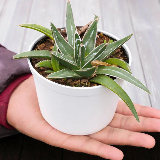 Agave Victoriae Reginae - Queen Victoria