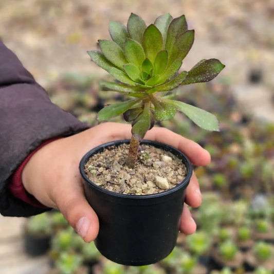 BLACK AEONIUM (Bare Rooted )