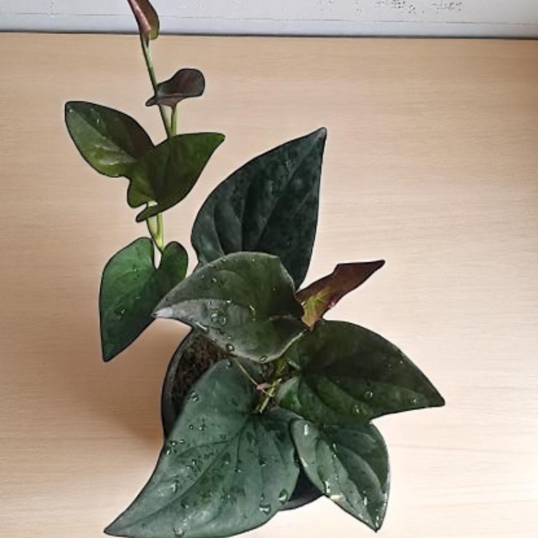 Black Money Plant