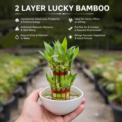 2 layer Lucky Bamboo Plant (Dracaena sanderiana)