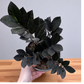 Black Zamiya Plant