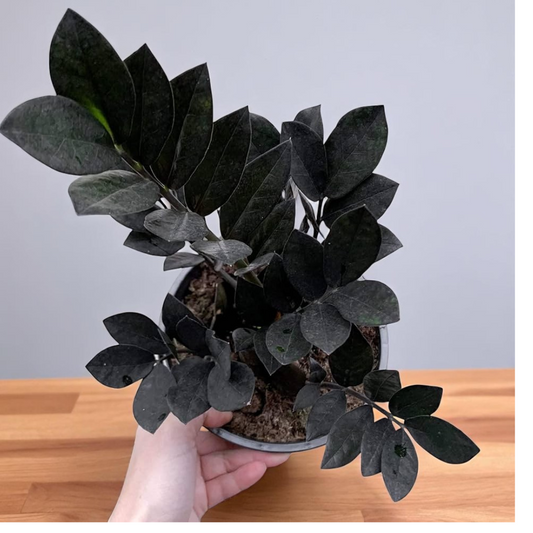 Black Zamiya Plant
