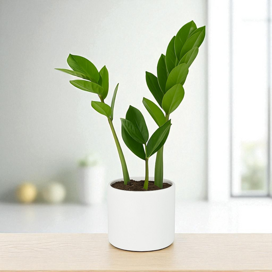 Green Zamiya Plant (Zamioculcas zamiifolia)