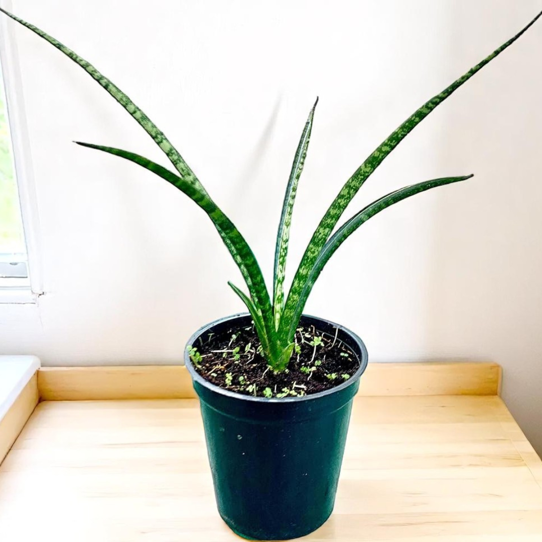 snake plant sapling Buy Sansevieria Bacularis Mikado Sapling Online – Plant Orbit