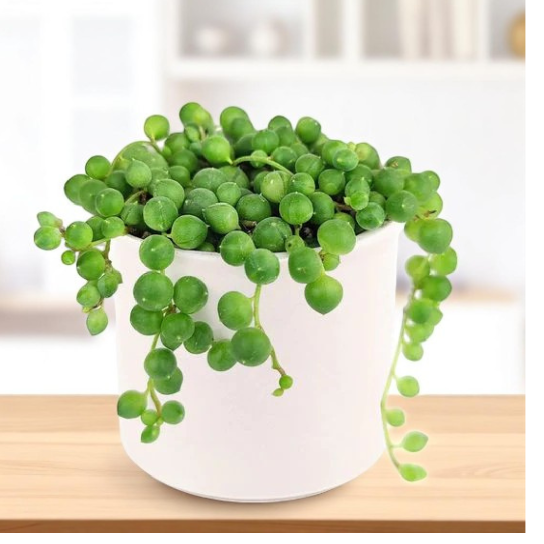 Senecio rowleyanus String of pearls (Bare Rooted)