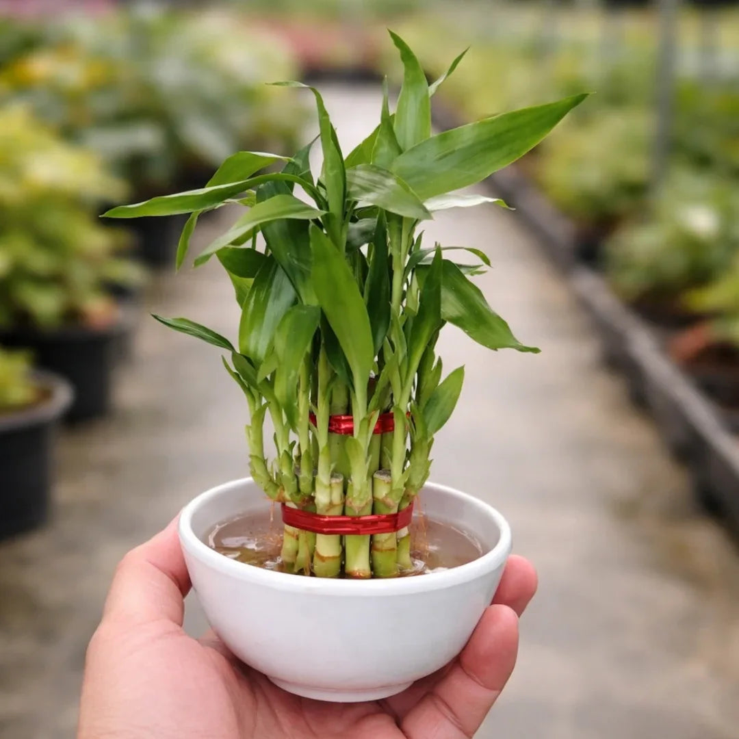 2 Layer Lucky Bamboo Plant (Dracaena sanderiana) with tall green stalks and fresh leaves growing in a white water bowl
