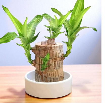 Brazilian Wood Plant