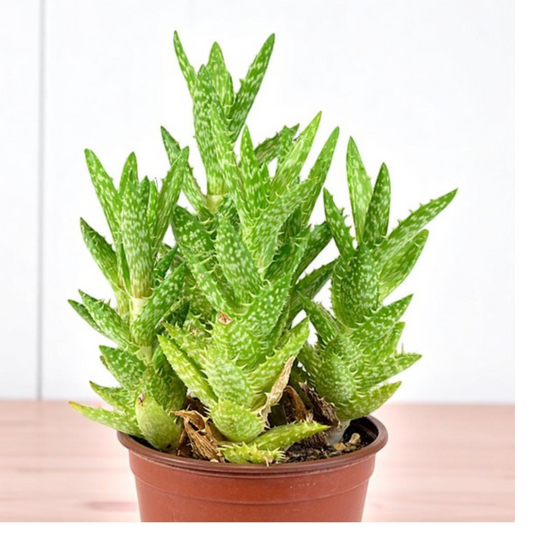 Juvenna Tiger tooth aloe (Bare Rooted)