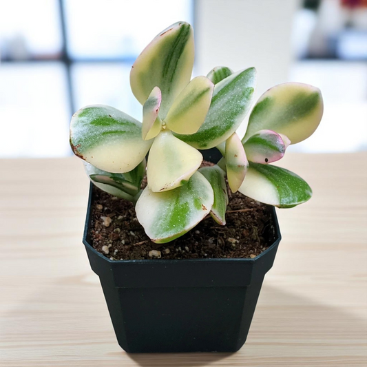Variegated Jade Plant (Crassula Ovata)