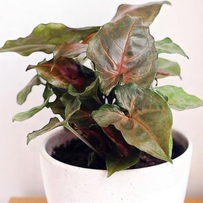 Syngonium Bronze