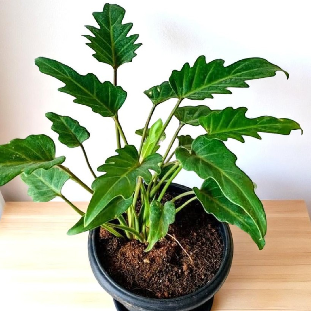 Philodendron Xanadu Green